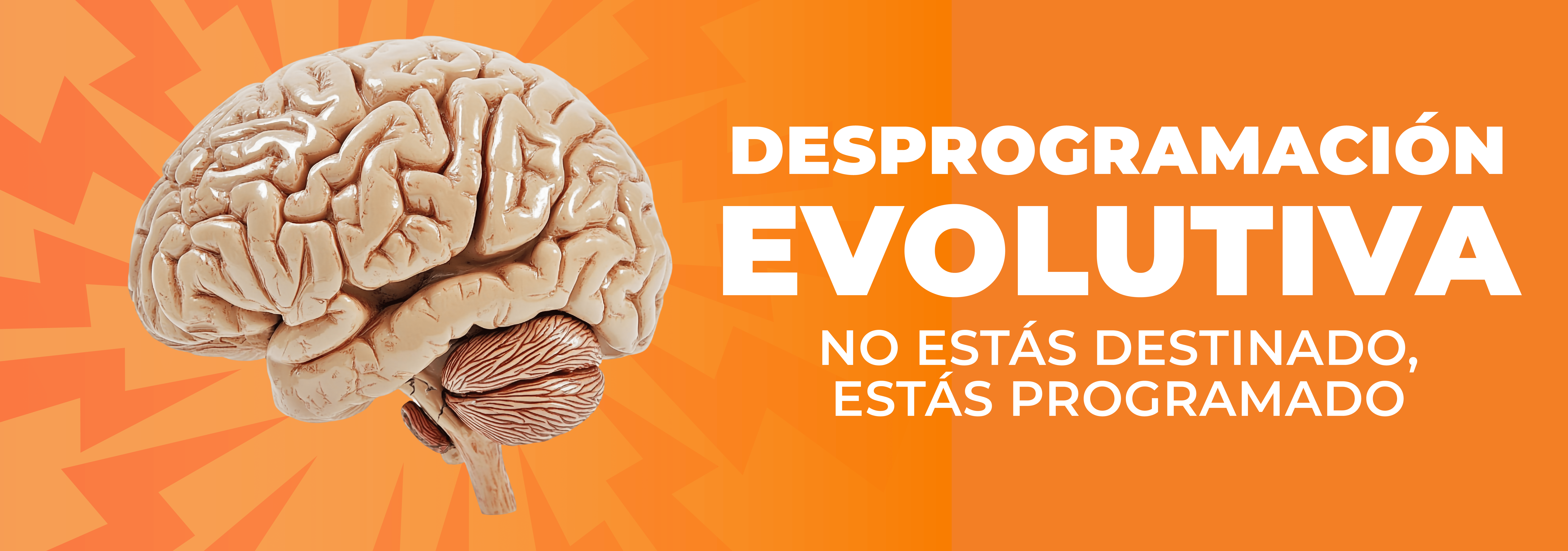 Mesa de trabajo 1 copia 2